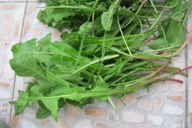 这十二种野菜有毒千万不要吃,这七种野菜有毒不能吃