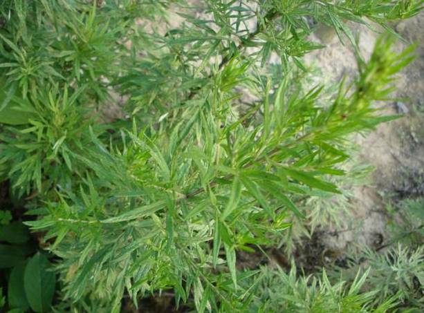 这十二种野菜有毒千万不要吃,这七种野菜有毒不能吃