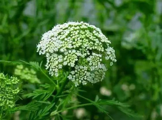 这十二种野菜有毒千万不要吃,这七种野菜有毒不能吃