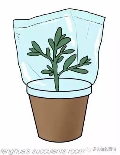 多肉虫害各种图解,多肉各种病虫害对照图