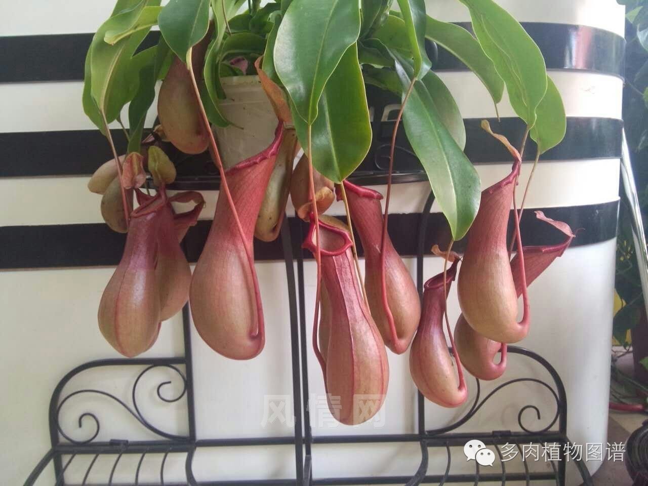 多肉虫害各种图解,多肉各种病虫害对照图