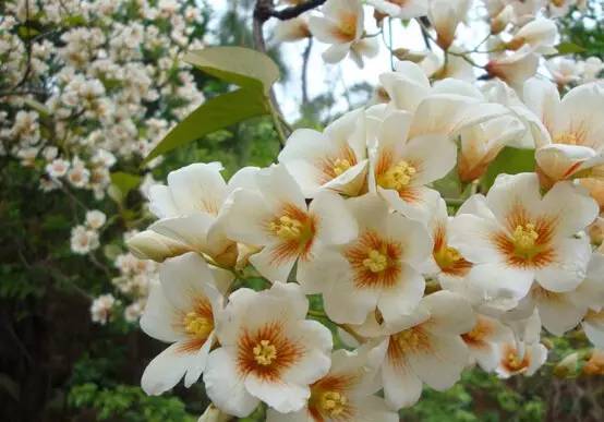 广西春天赏花好去处,广西十大赏花景点