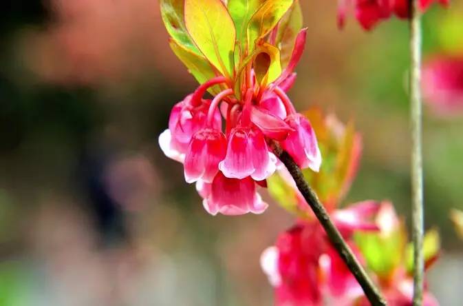 广西春天赏花好去处,广西十大赏花景点