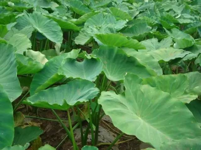 荔浦芋最好吃的做法,吃一整个荔浦芋头