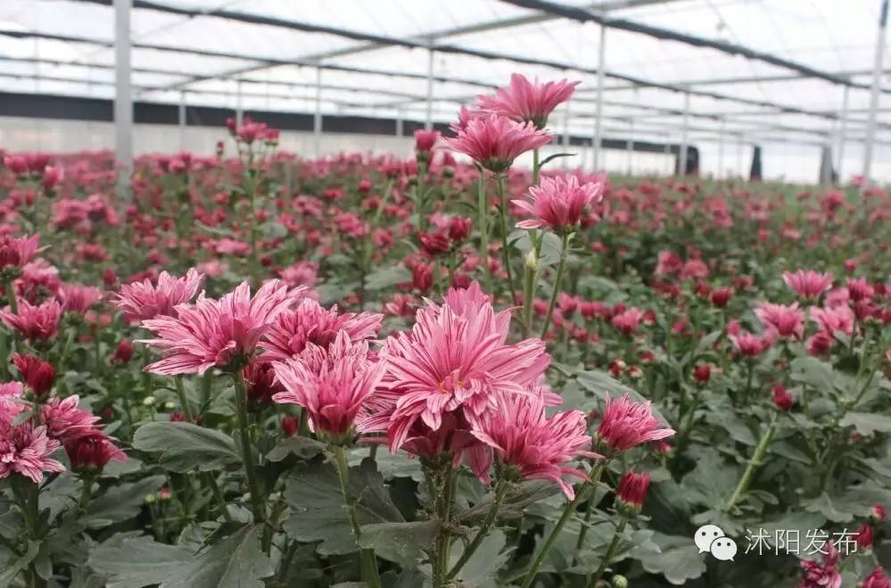 沭阳旅游好去处有哪些,沭阳游玩的地方有哪些