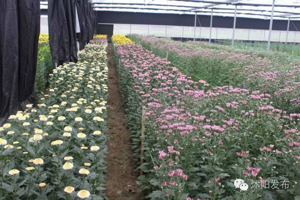 沭阳旅游好去处有哪些,沭阳游玩的地方有哪些