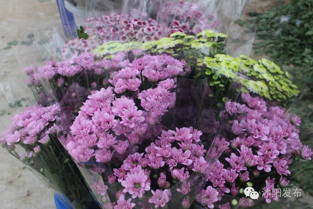 沭阳旅游好去处有哪些,沭阳游玩的地方有哪些