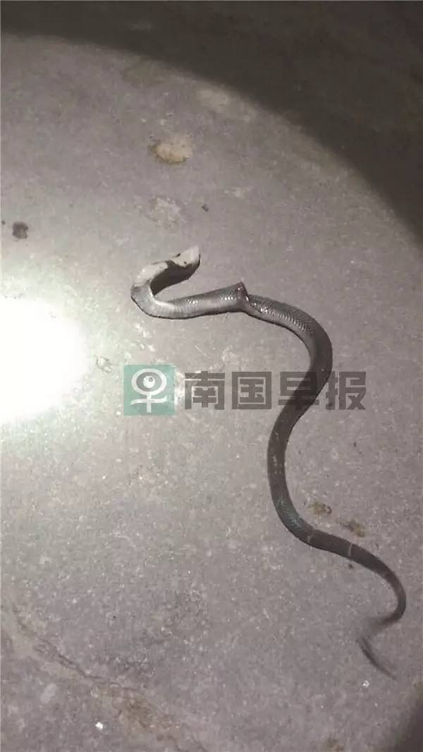 广西一小区内多种毒蛇出没抓不完,广西最大毒蛇
