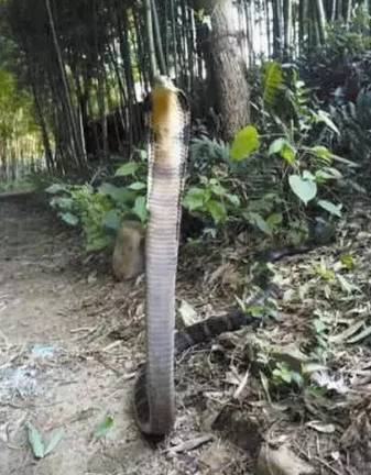 广西一小区内多种毒蛇出没抓不完,广西最大毒蛇