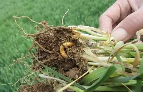 沙漠玫瑰石|放你走还是让你留