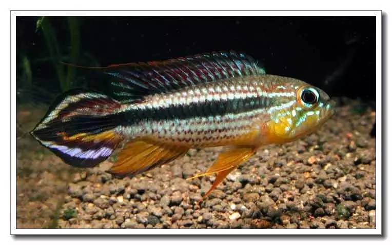 南美短鲷繁殖后注意事项,南美短鲷组缸怎么养