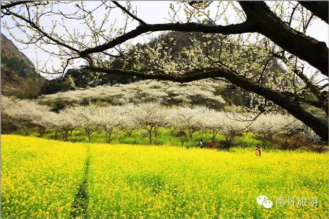 广西春天赏花好去处,广西十大赏花景点