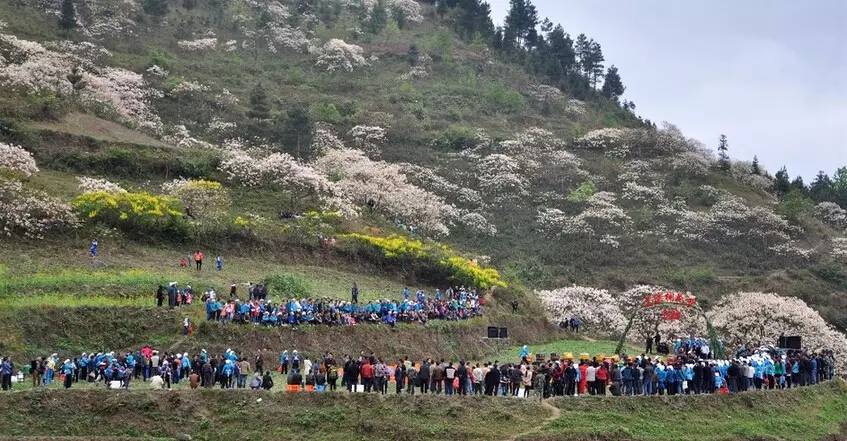 广西春天赏花好去处,广西十大赏花景点