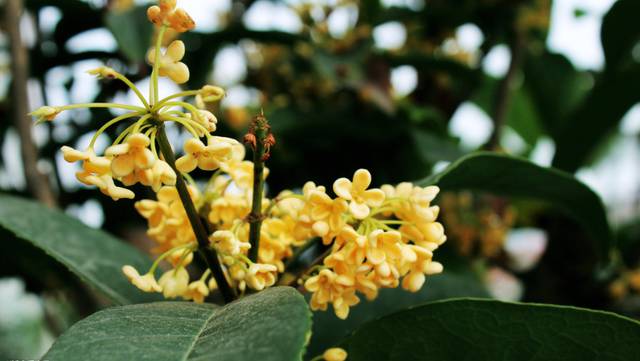 长沙的秋天去哪了,长沙秋天适合去的地方