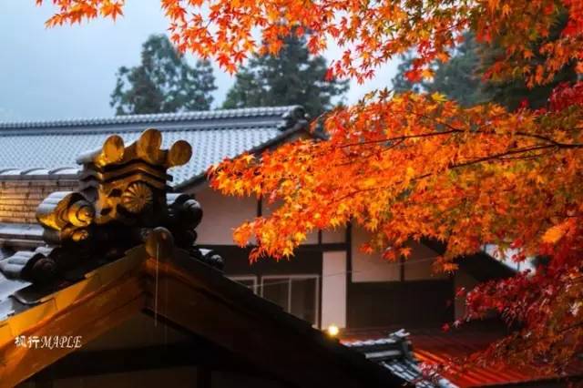 红叶堪比京都，温泉不输北海道的赏枫地，11-12月往返机票￥800+，不用担心人潮说走就走
