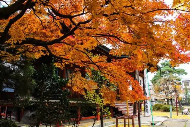 红叶堪比京都，温泉不输北海道的赏枫地，11-12月往返机票￥800+，不用担心人潮说走就走