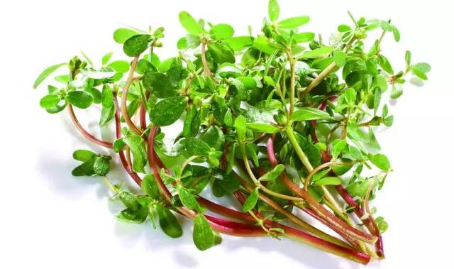 这十二种野菜有毒千万不要吃,这七种野菜有毒不能吃