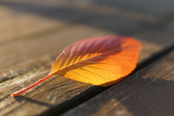 索尼rx1r2可以拍什么,rx1画质