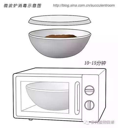 多肉虫害各种图解,多肉各种病虫害对照图