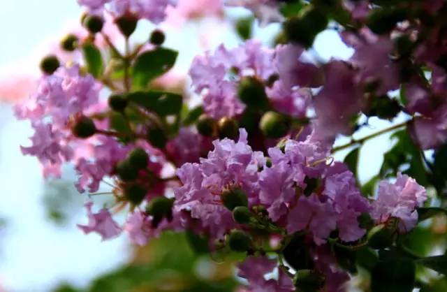 广西春天赏花好去处,广西十大赏花景点
