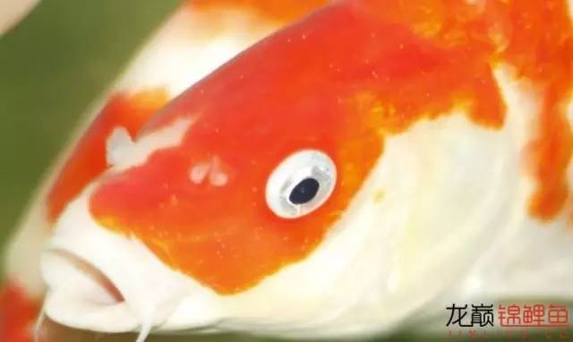 一招消除白点病,一招教你解决白点病