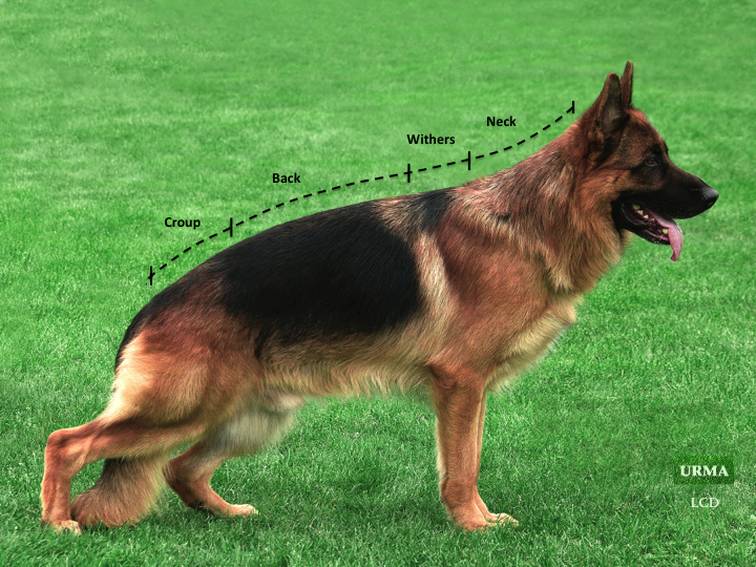 姿势|海关首次境外选犬，为何挑的是它？