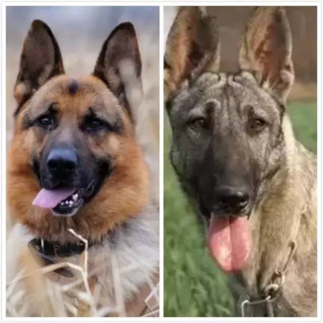 姿势|海关首次境外选犬，为何挑的是它？