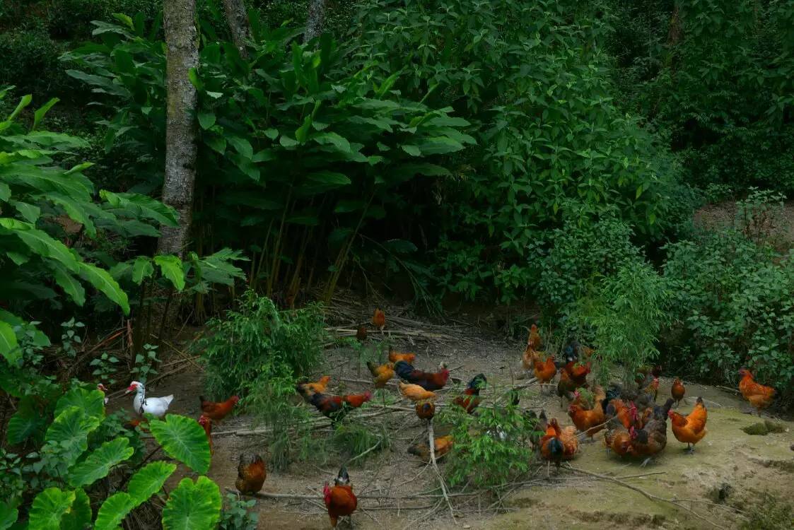 养鸡养羊还养生,德宏的这个地方,去了就不想走了!