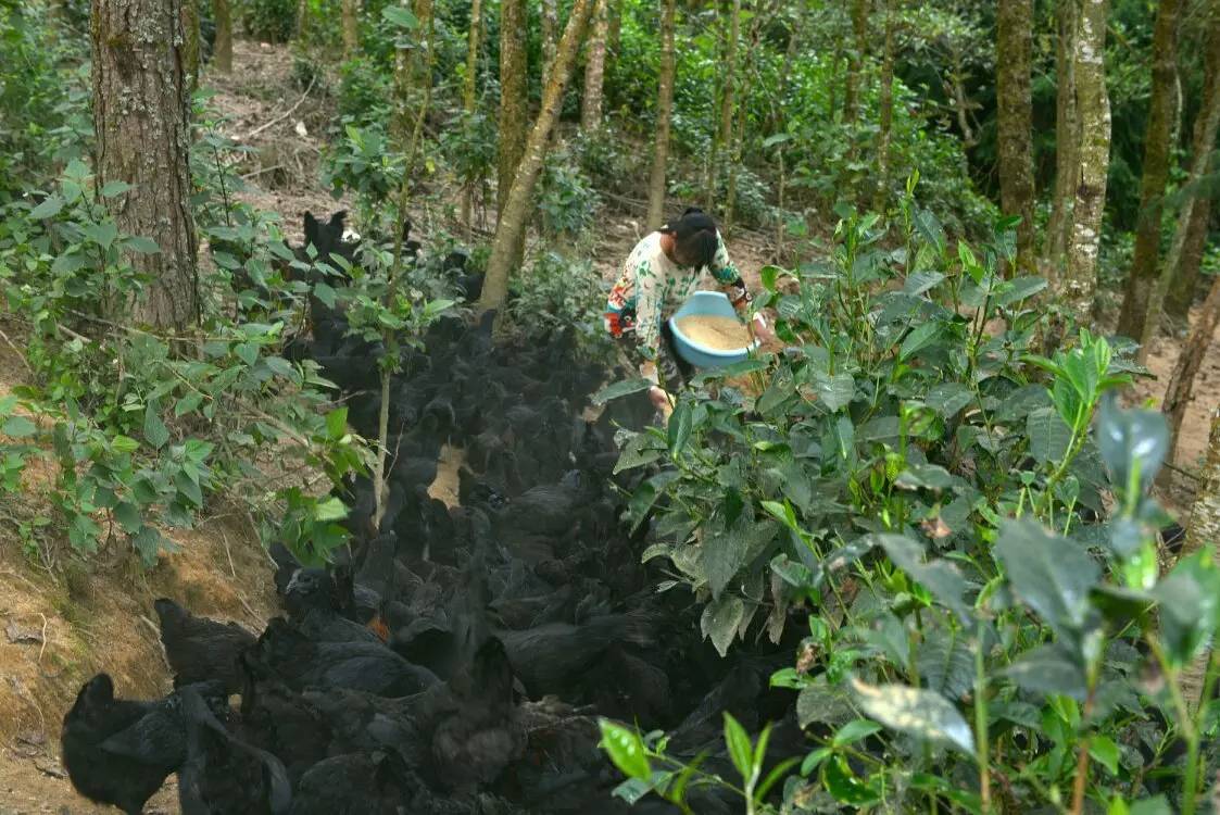 养鸡养羊还养生,德宏的这个地方,去了就不想走了!