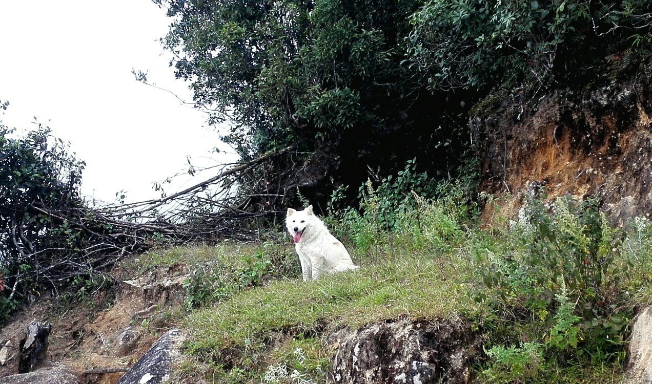 养鸡养羊还养生,德宏的这个地方,去了就不想走了!