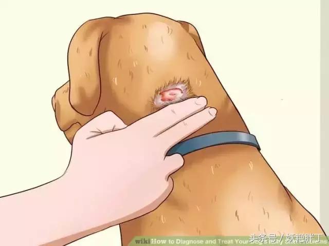 狗狗在家就可以做的体检方法!