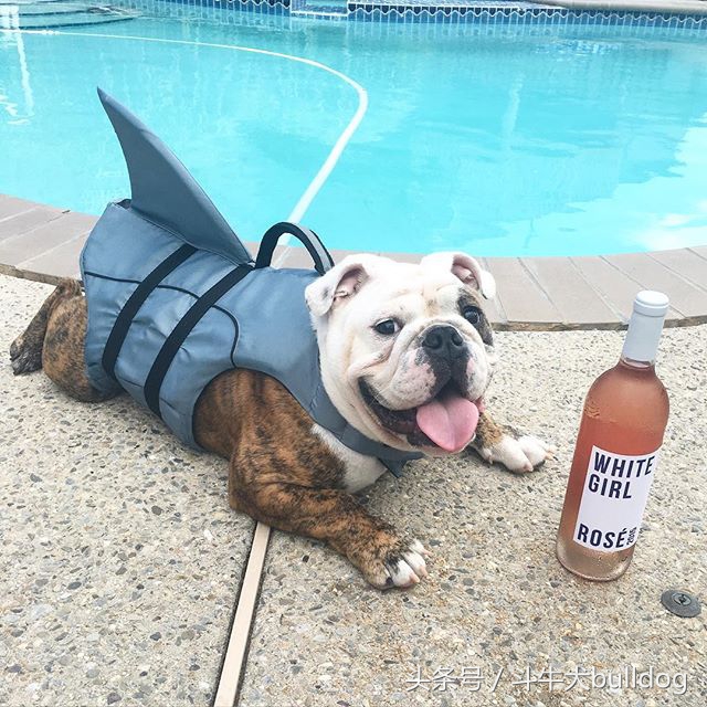 养英国斗牛犬的优缺点,英国斗牛犬需要注意什么