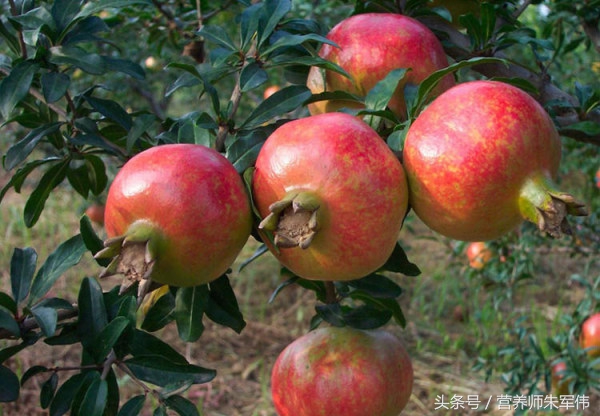 没想到吃石榴竟然有这么多的好处,石榴多吃有什么作用