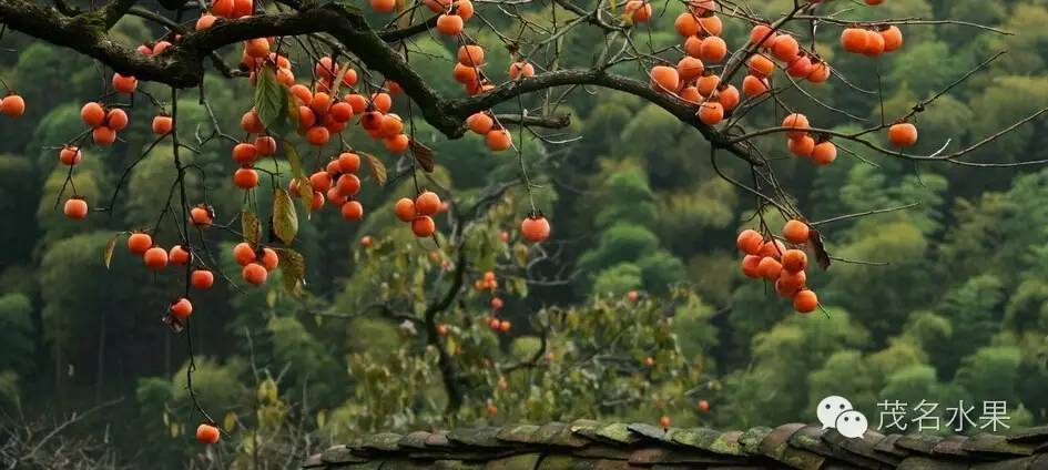 秋天如约而至,秋天如期到来