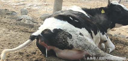 奶牛疾病有哪些,奶牛繁育常见问题