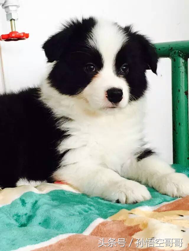 那些年我们养的萌宠,最聪明的边境牧羊犬好养不