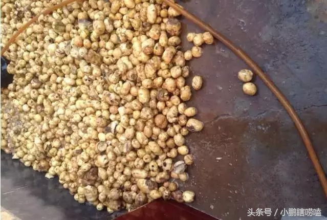 土豆粉面的制作过程,土豆粉面制作方法