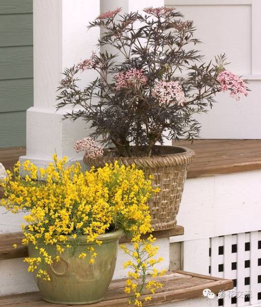 春季盆栽红枫出叶后不长,新栽的红枫出现黑叶