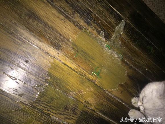 猫咪吃了皮筋但是还正常玩耍,猫咪吃了好长一截塑料绳