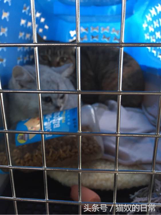 猫咪吃了皮筋但是还正常玩耍,猫咪吃了好长一截塑料绳