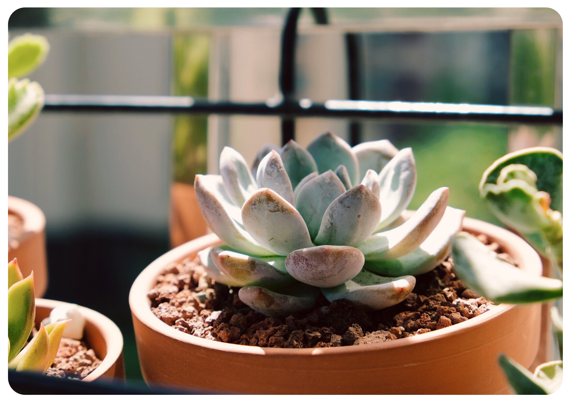 韩国初恋多肉怎样养,如何在大棚里养多肉花卉