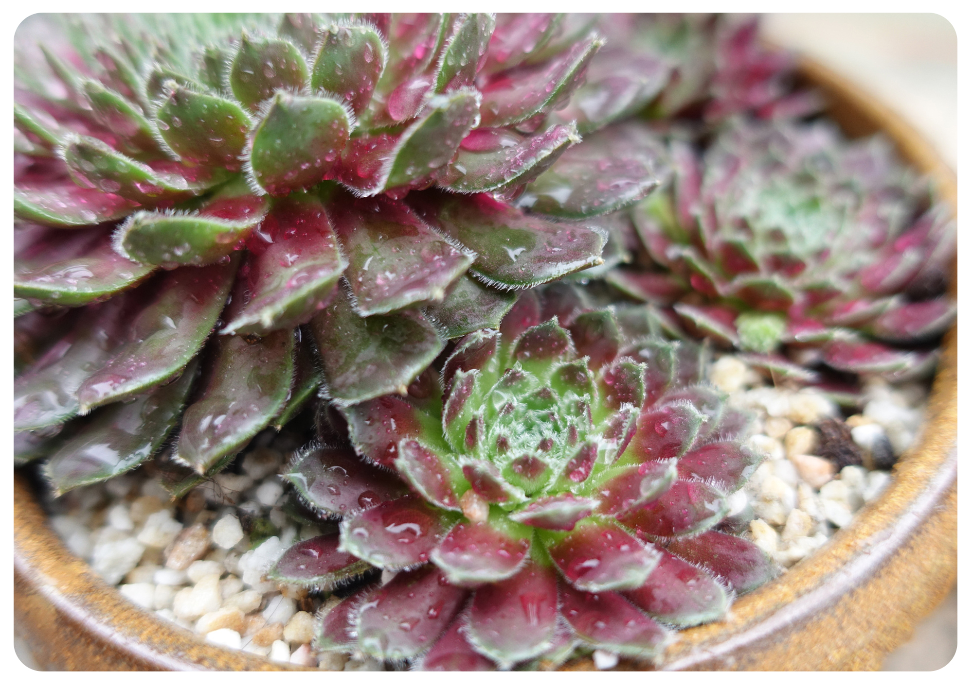 韩国初恋多肉怎样养,如何在大棚里养多肉花卉