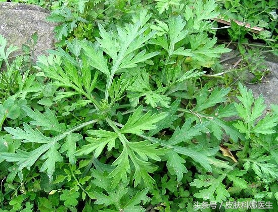 妇科宫寒常用中草药,妇科湿疹治疗用什么药膏