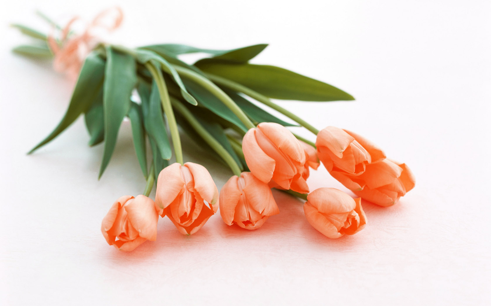 猫咪不吃东西,喵咪不能吃什么植物