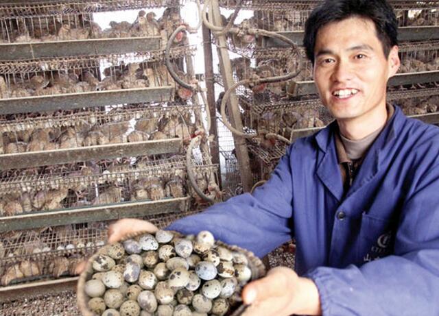 养鹌鹑好还是养鸽子好,养鹌鹑和蛋鸡哪个效益好