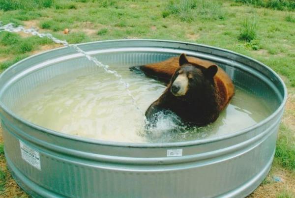 鐙瓙鑰佽檸榛戠唺澶ф垬,鑰佽檸澶ф垬榛戠唺骞舵妸榛戠唺鍜