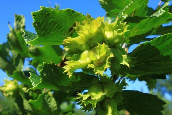 最养胎的九种坚果,坚果有哪些种类怀孕不能吃的