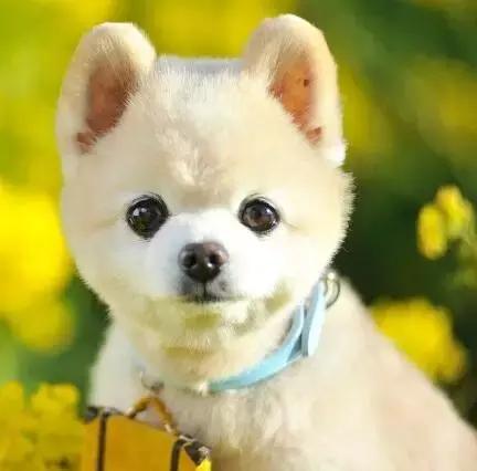 一梦谈狗：房子小不好养狗？帮你挑只博美吧...