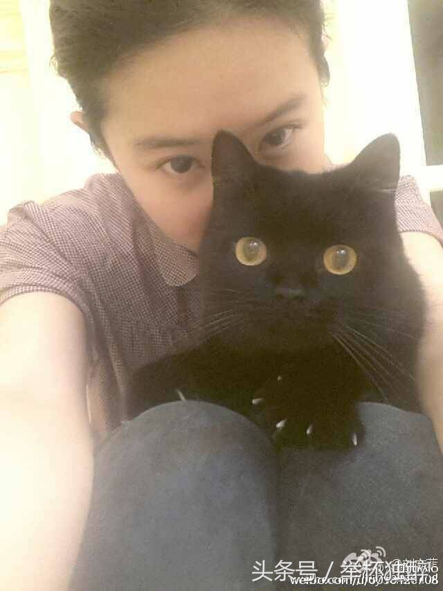 谢霆锋宠物,谢霆锋宠物乌龟