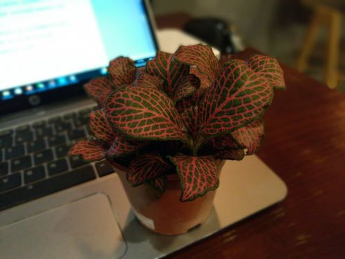 荣耀畅玩6x双摄拍照效果怎么样,荣耀畅玩6x参数配置详情